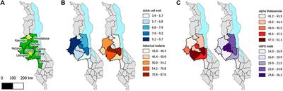 Prospective Newborn Screening for Sickle Cell Disease and Other Inherited Blood Disorders in Central Malawi